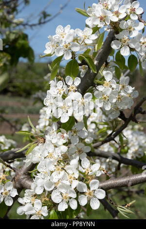 Albero di mela cotogna fiorisce in primavera Foto Stock