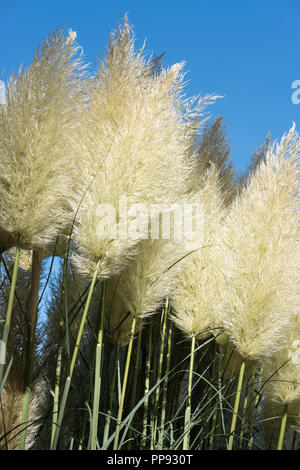 Cortaderia selloana 'Pumila' - Pampa erba bianco-crema teste di seme Foto Stock