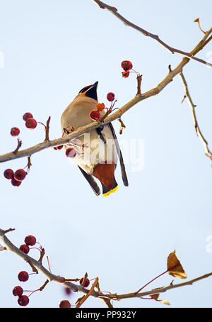 Gli uccelli di inverno: waxwing colorati di mangiare poco rosse mele congelate da un Apple ramo di albero su una soleggiata giornata invernale Foto Stock