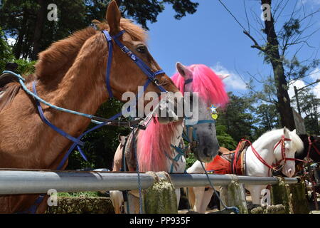 Passeggiate a cavallo presso il Parco di Wright è uno dei tanti scenic parti di Baguio. Wright Park è il luogo ideale per i bambini e gli adulti. Foto Stock