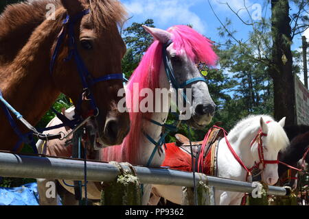 Passeggiate a cavallo presso il Parco di Wright è uno dei tanti scenic parti di Baguio. Wright Park è il luogo ideale per i bambini e gli adulti. Foto Stock