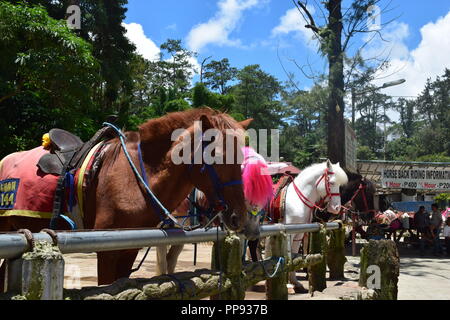 Passeggiate a cavallo presso il Parco di Wright è uno dei tanti scenic parti di Baguio. Wright Park è il luogo ideale per i bambini e gli adulti. Foto Stock