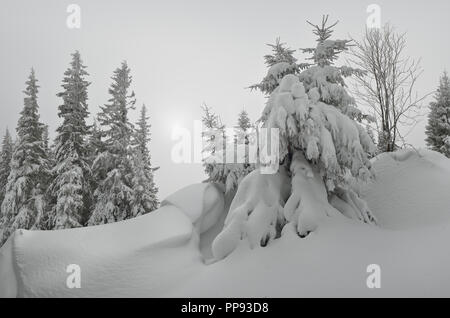 Alberi sotto la neve. Paesaggio invernale. Giorno nuvoloso nella foresta Foto Stock