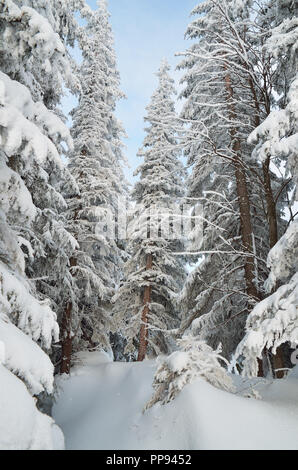 La foresta di conifere sotto la neve in montagna Foto Stock