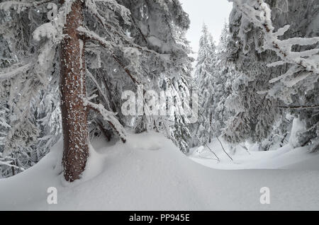 Paesaggio invernale di una giornata nuvolosa. Snow derive nelle foreste di montagna. Racconto di natale Foto Stock