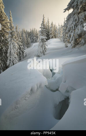 Foresta invernale coperto di neve. Nuovo Anno di paesaggio. Favolosi alberi in cumuli di neve. La luce del sole attraverso la nebbia. Carpazi, Ucraina, Europa Foto Stock