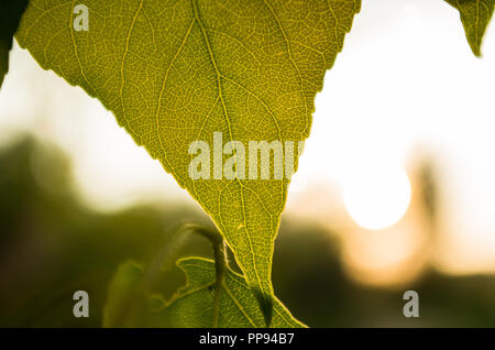 La luce solare che passa attraverso una foglia Foto Stock