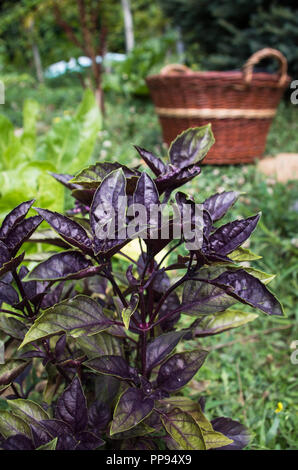 Viola il basilico che cresce in giardino Foto Stock