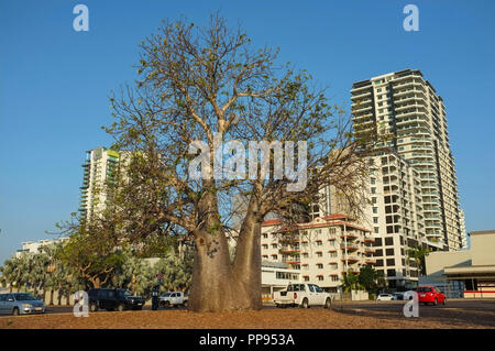 Il Boab Tree in Darwin Post Office parcheggio è stato piantato nel tardo Ottocento e contrassegnare il sito della città di Darwin prima scuola primaria. Foto Stock