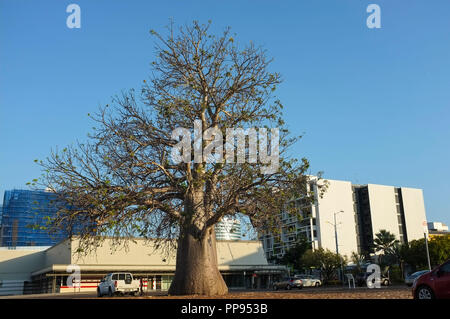 Il Boab Tree in Darwin Post Office parcheggio è stato piantato nel tardo Ottocento e contrassegnare il sito della città di Darwin prima scuola primaria. Foto Stock