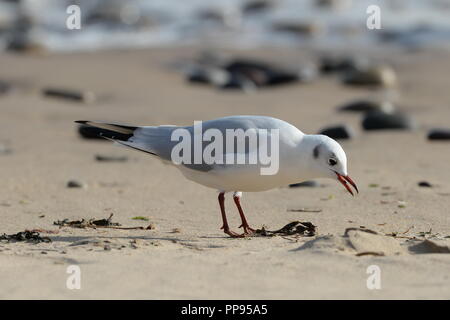 Gull alimentando ad alta marea linea sulla spiaggia sabbiosa con ciottoli e navigare in uno sfondo di una sequenza di 4. Foto Stock