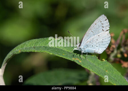 Close up di argento Studded Blue Butterfly, riposo chiusa su alato foglia verde. Foto Stock