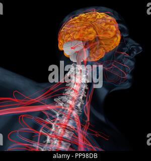 3d illustrazione del cervello, cervelletto. Corpo Umano Foto Stock