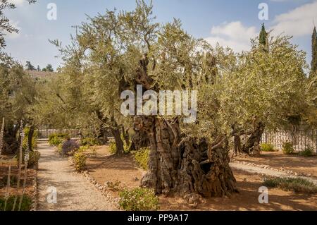 Gerusalemme, Israele. Settembre 15, 2017. Un antico albero di olivo nel giardino del Getsemani in Gerusalemme. Foto Stock