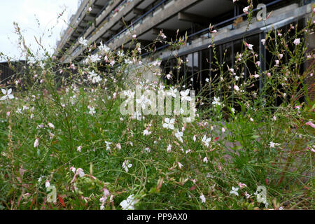 White gaura ape fiori d'amore in fiore all'esterno Barbican Estate appartamento edificio nella città di Londra, Londra EC2 Inghilterra Regno Unito KATHY DEWITT Foto Stock