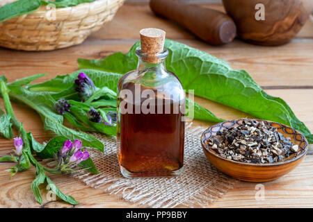 Comfrey tintura con radice essiccate e fresche rigogliosa pianta Foto Stock