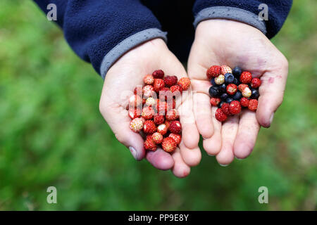 Wild organic gustose fragole e mirtilli nelle mani del bambino Foto Stock