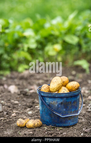 Patate fresche in blu la benna liberamente giacente sul suolo. Foto Stock