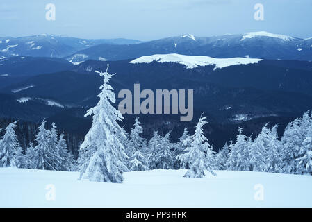 Neve in montagna. Paesaggio invernale con abeti. Nuvoloso notte Foto Stock