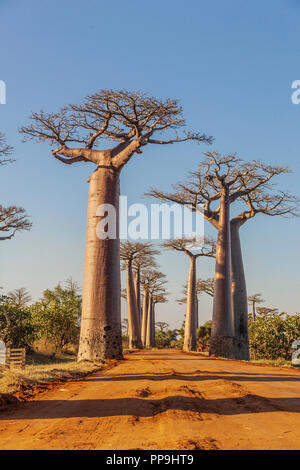 Vicolo di baobab al mattino, Madagascar Foto Stock