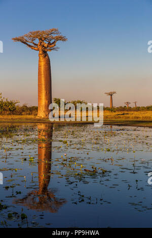 Vicolo di baobab al mattino, Madagascar Foto Stock