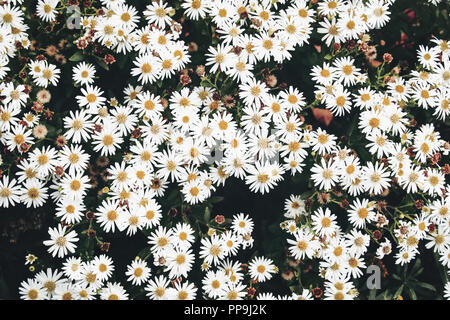 Primo piano della daisy bianca-come i fiori di caduta heartleaf aster, Aster cordifolius nel giardino. Impianto d'autunno, sfondo floreale. Vintage fotografia dai toni. Foto Stock