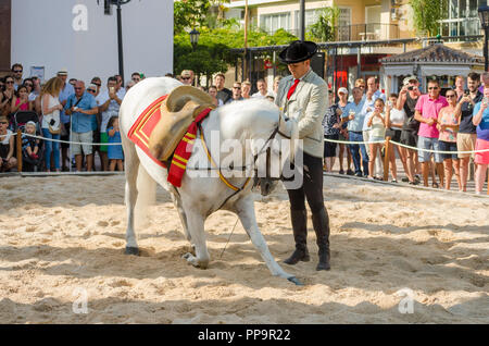 Cavallo dressage. bianco cavallo andaluso, evento annuale, giorno dei cavalli, celebrazione, evento, Fuengirola, Malaga, Spagna. Foto Stock