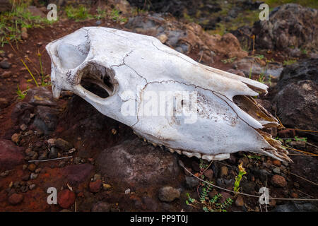 Cavallo Teschio e Ossa sull'isola di pasqua Foto Stock