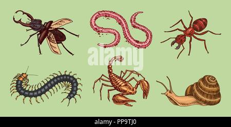 Grande set di insetti. Vintage animali domestici in casa. Insetti coleotteri Scorpion lumaca, frusta Spider, Worm Scolopendra Ant. Incisi illustrazione vettoriale Illustrazione Vettoriale
