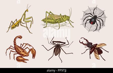 Grande set di insetti. Vintage animali domestici in casa. Insetti coleotteri Scorpion lumaca, frusta Spider, mantide locuste. Incisi illustrazione vettoriale. Illustrazione Vettoriale