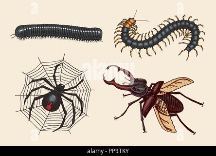 Grande set di insetti. Vintage animali domestici in casa. Julida insetti coleotteri frusta Spider, Scolopendra. Incisi illustrazione vettoriale Illustrazione Vettoriale