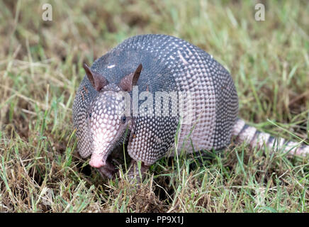 Un armadillo, Dasypus novemcinctus, radici di erba in una radura in Red River National Wildlife Refuge nel nord-ovest della Louisiana. Foto Stock