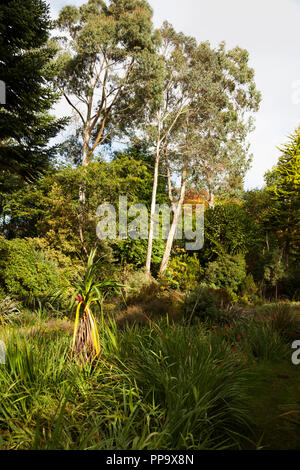 Giardino ricoperta con prairie piantare in primo piano con erbe e gigli kaffir e bosco misto in background con eucalipto, monkey puzzle Foto Stock