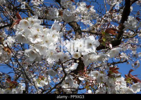 Fiore Bianco fiore di ciliegio a ovest di Princes Street, Helensburgh, Argyll, Scozia, Foto Stock