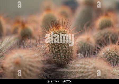 Vista ravvicinata di un cactus che mostra le sue spine rosse Foto Stock