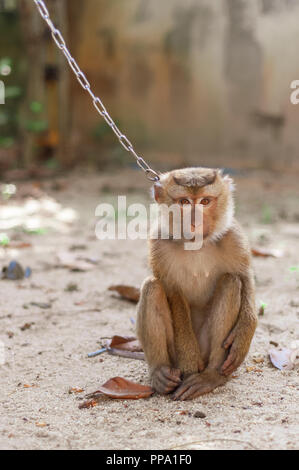 Monkey sulla catena di sfondo all'aperto natura la fauna selvatica Foto Stock