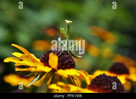 Mantide religiosa appendere fuori su un luminoso fiore Foto Stock