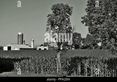 Bianco e nero cornfield con la fattoria e silo in background Foto Stock