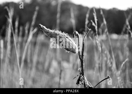 baccello del Milkweed Foto Stock