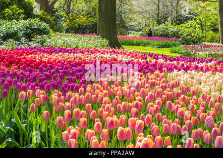 Fluente tulip letti in giardini Keukenhof, Olanda Foto Stock