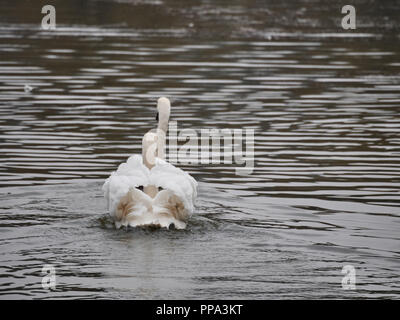 Vista di un cigno in Roath Park, Cardiff Foto Stock