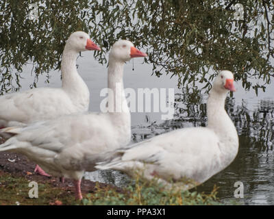 Vista di anatre in Cardiff Roath Park Foto Stock