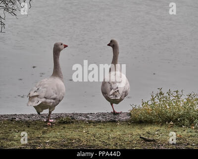 Vista di anatre in Cardiff Roath Park Foto Stock