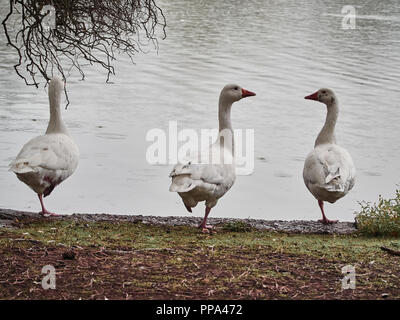 Vista di anatre in Cardiff Roath Park Foto Stock