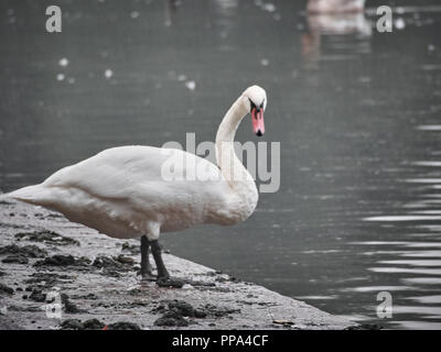 Vista di un cigno in Roath Park, Cardiff Foto Stock
