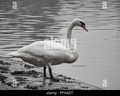 Vista di un cigno in Roath Park, Cardiff Foto Stock