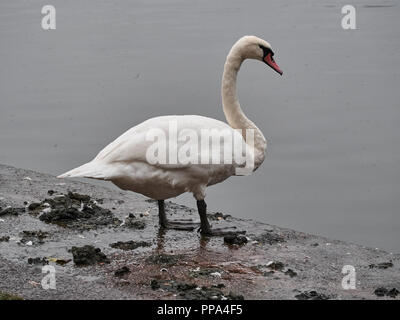Vista di un cigno in Roath Park, Cardiff Foto Stock