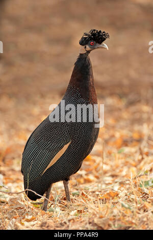 Un crested faraone (Guttera pucherani) , Parco Nazionale Kruger, Sud Africa Foto Stock