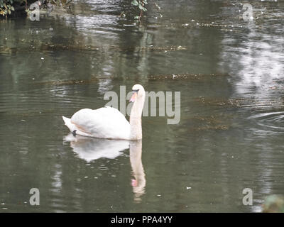 Vista di un cigno in Roath Park, Cardiff Foto Stock