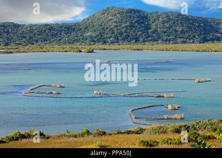 Tradizionale pesce Tsonga trappole costruite nel Kosi bay estuary, Tongaland, Sud Africa Foto Stock